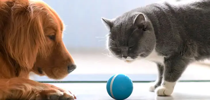 a dog and a cat looking at Peppy Pet Ball