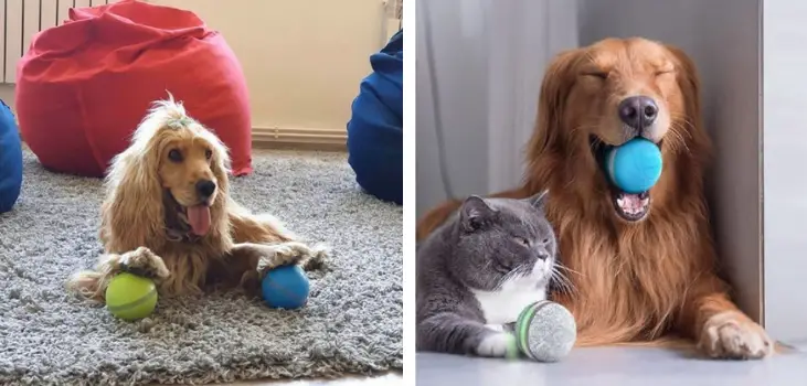 collage of a dog pawing Peppy Pet Ball and a dog and a cat 