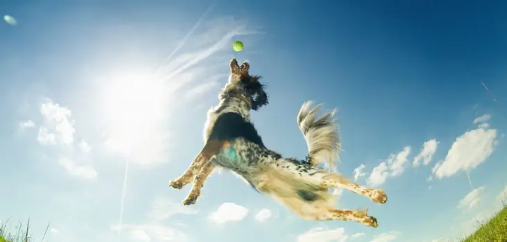 dog playing with Peppy Pet ball outside