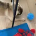 dog playing with Peppy Pet Ball