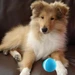 collie with Peppy Pet Ball on couch