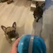 two french bulldogs longing for Peppy Pet Ball